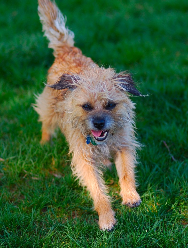 Dog+breeds+terrier