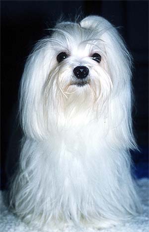 http://www.animalidaffezione.com/animali/foto/cani/maltese.jpg